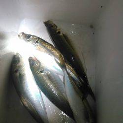 きょうはわいわいアジングの巻